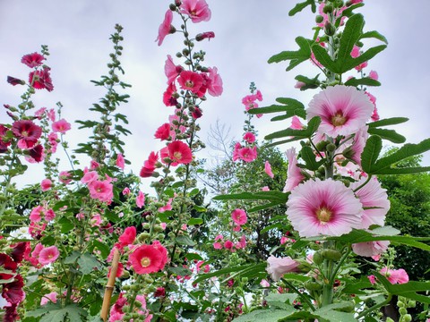 Hollyhock