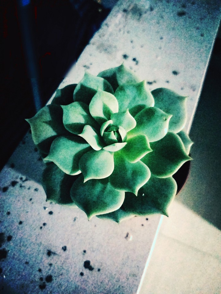 my mandala plant