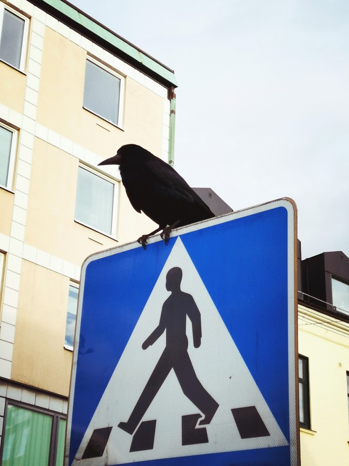 crow