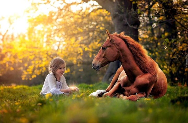 horse