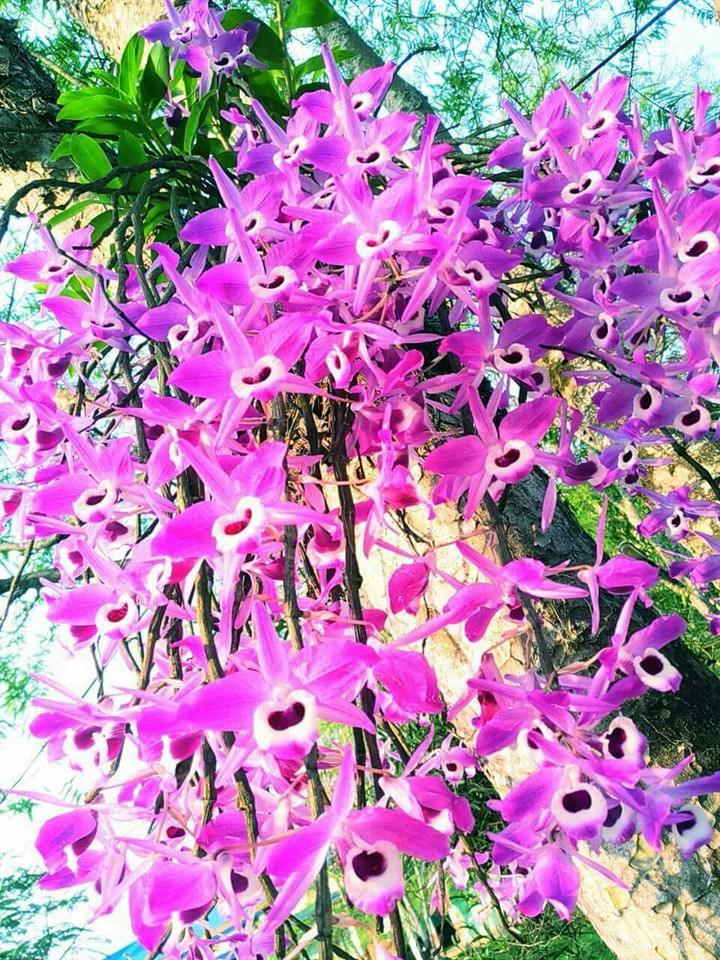 #Flower