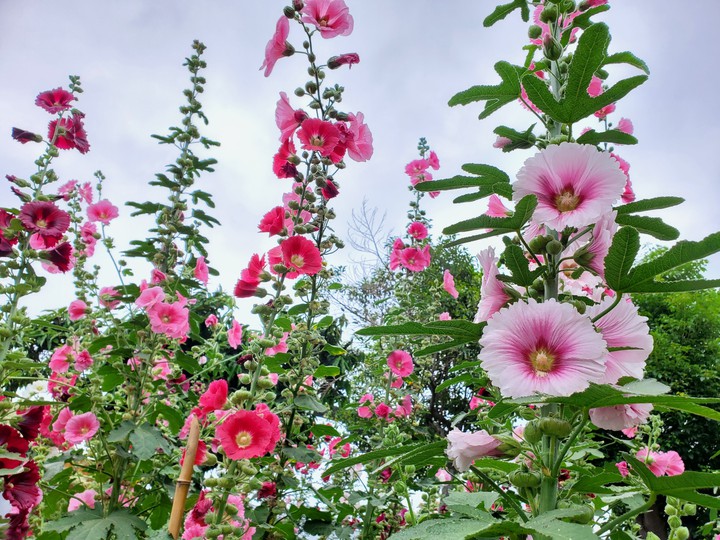 Hollyhock
