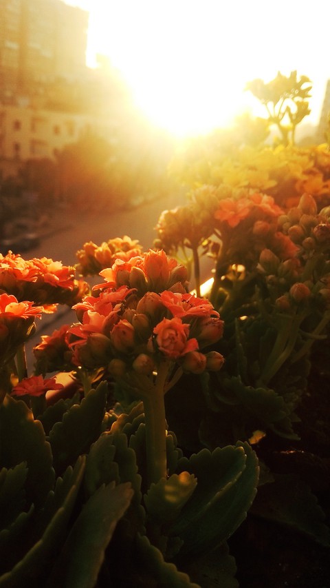 flowers