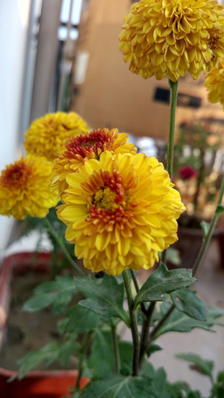 flowers mi5