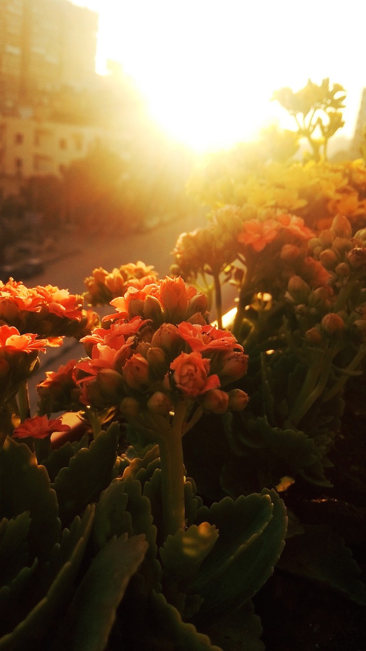 flowers