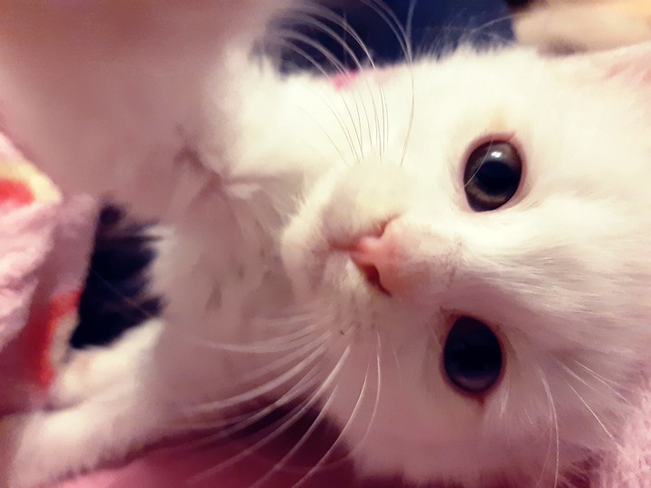 kitty