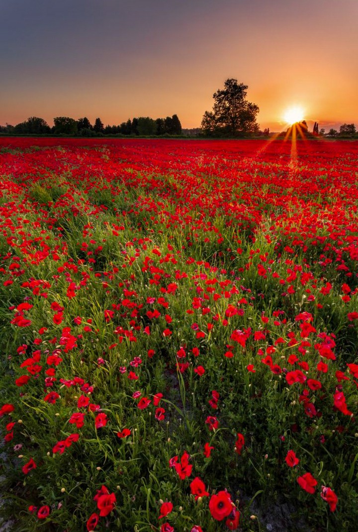 A Setting Across the Red Poppy Fields