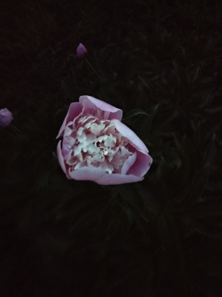 Pion