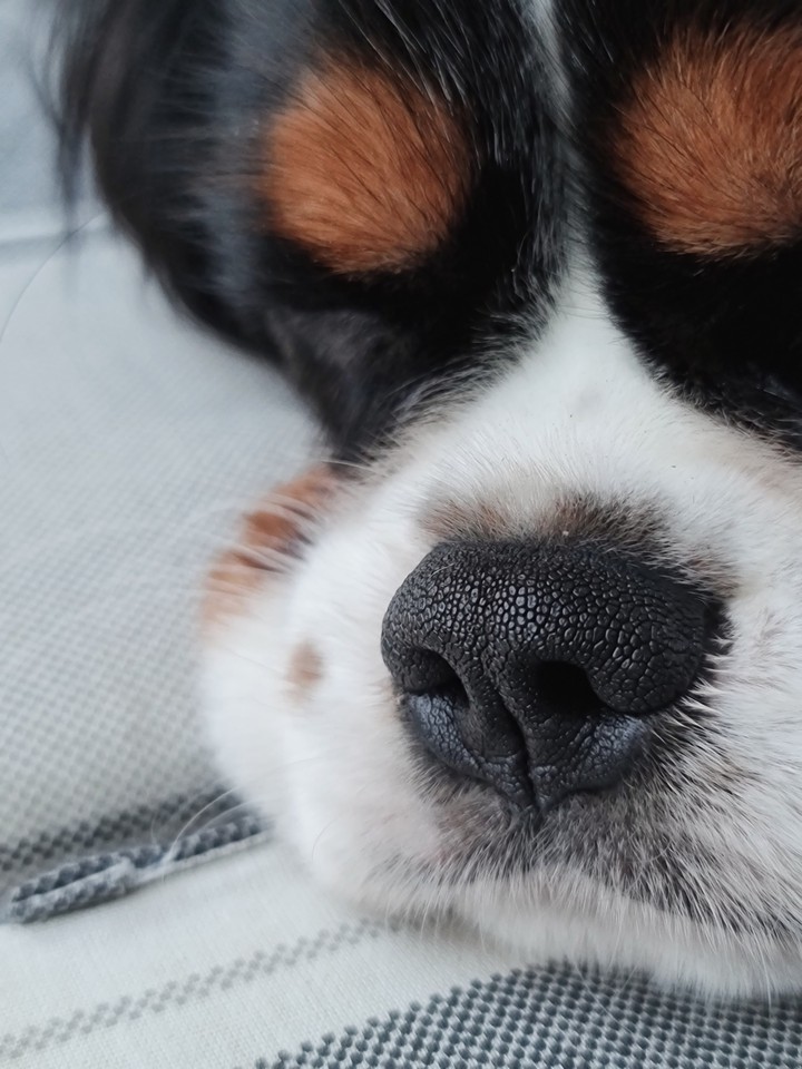 dog