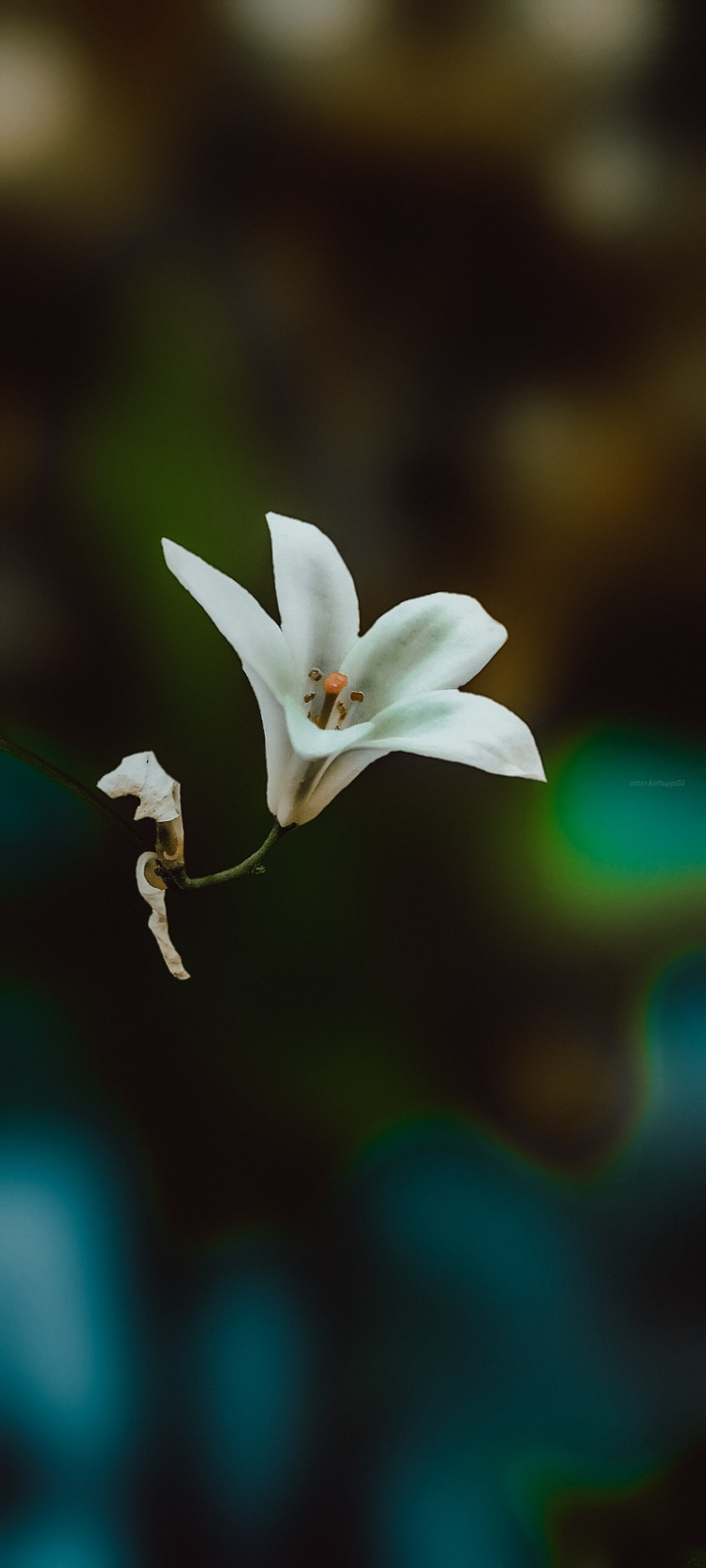 White Beauty