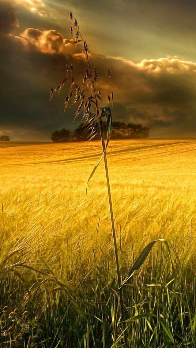 Campo