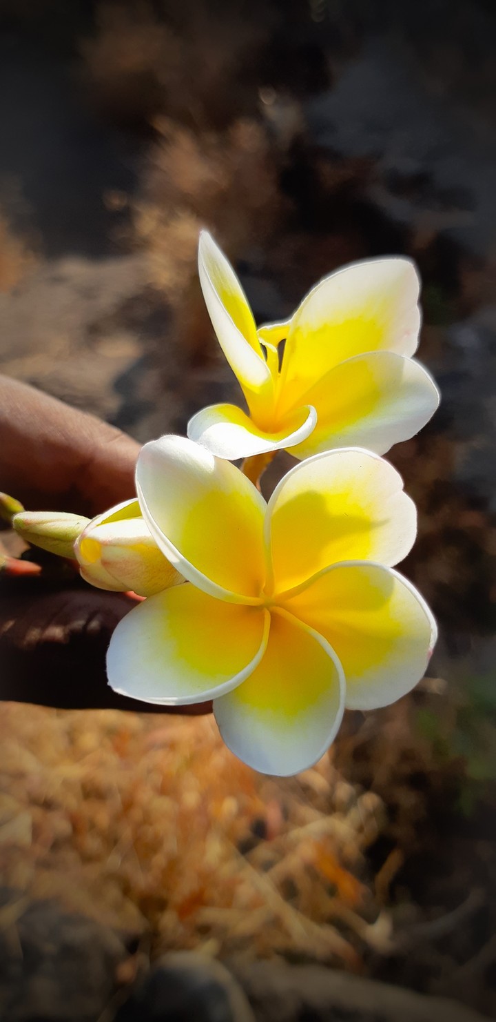 Plumeria