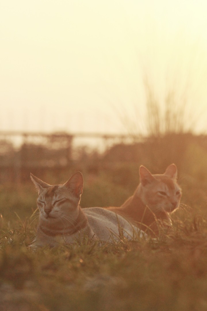 my cat in the evening