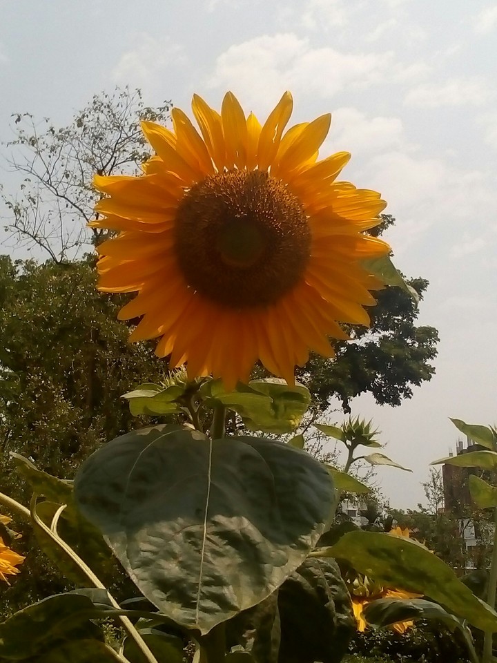 #Sunflower