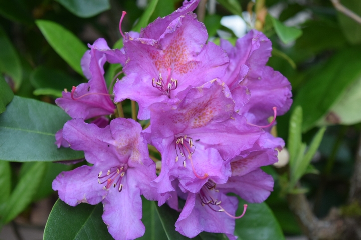 Budding Flower