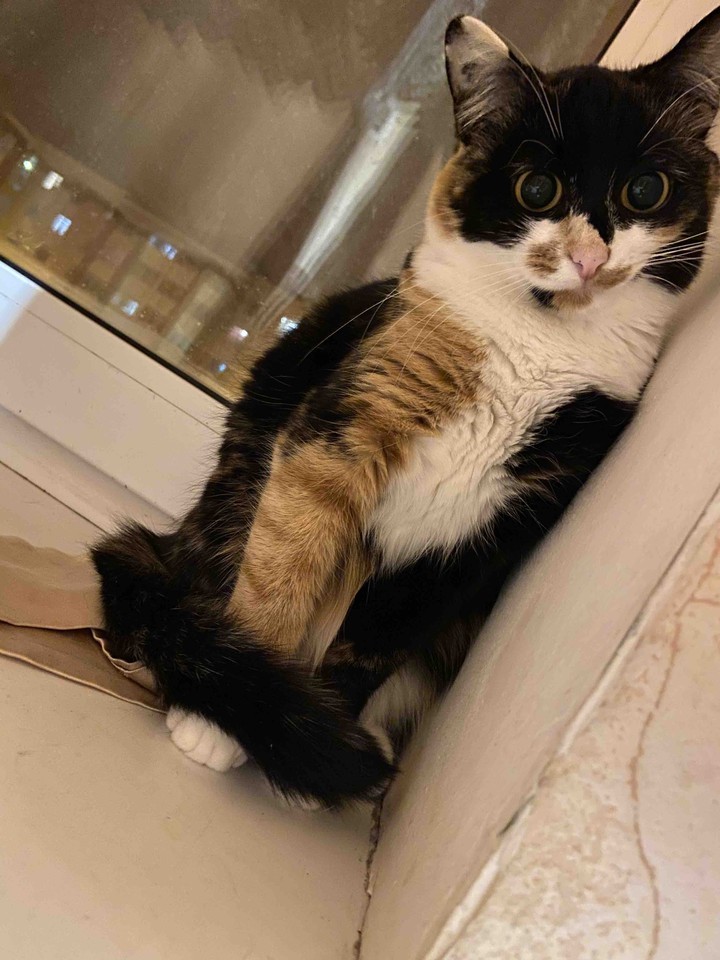 кошка