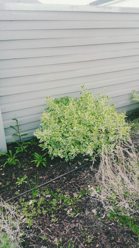 Bush
