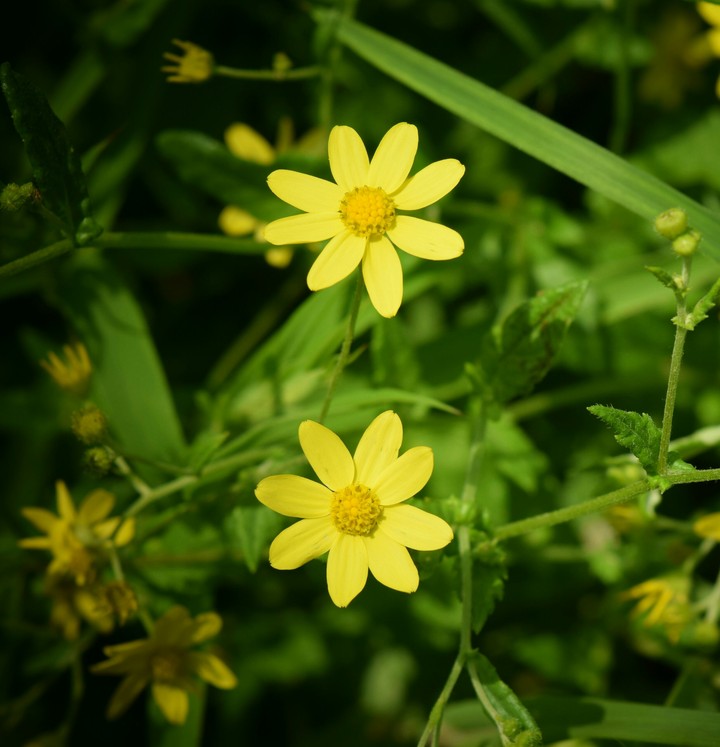 yellow