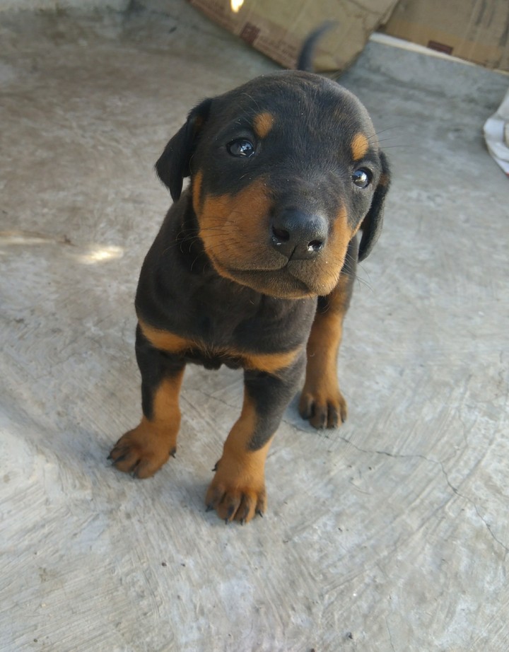 PUPPIES