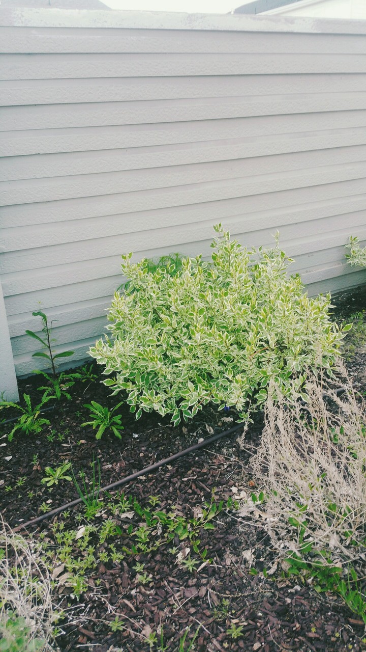 Bush