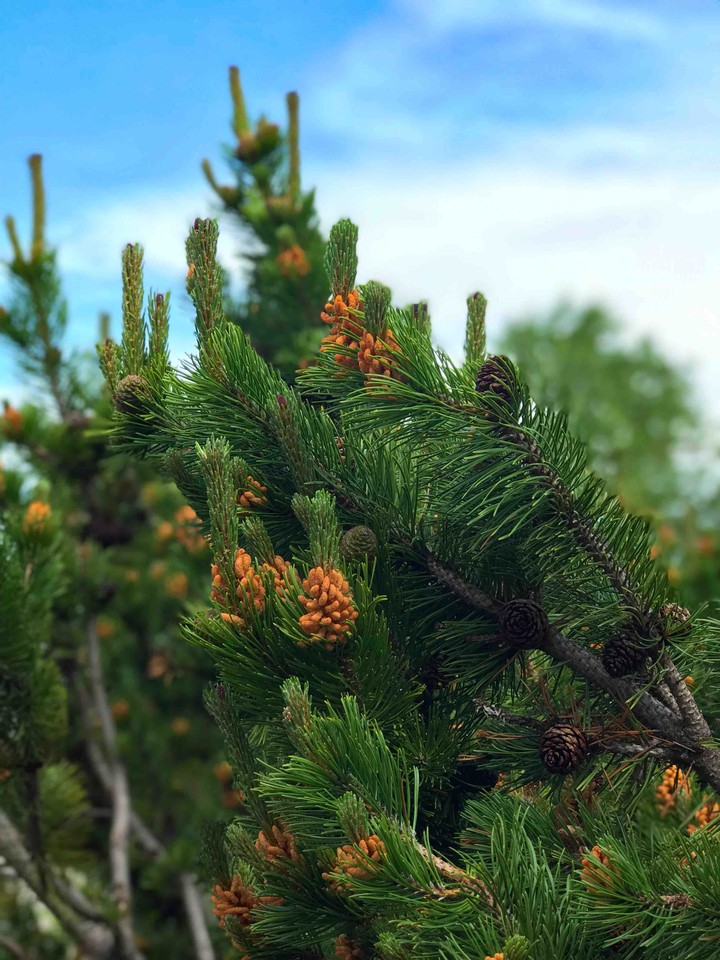 tree