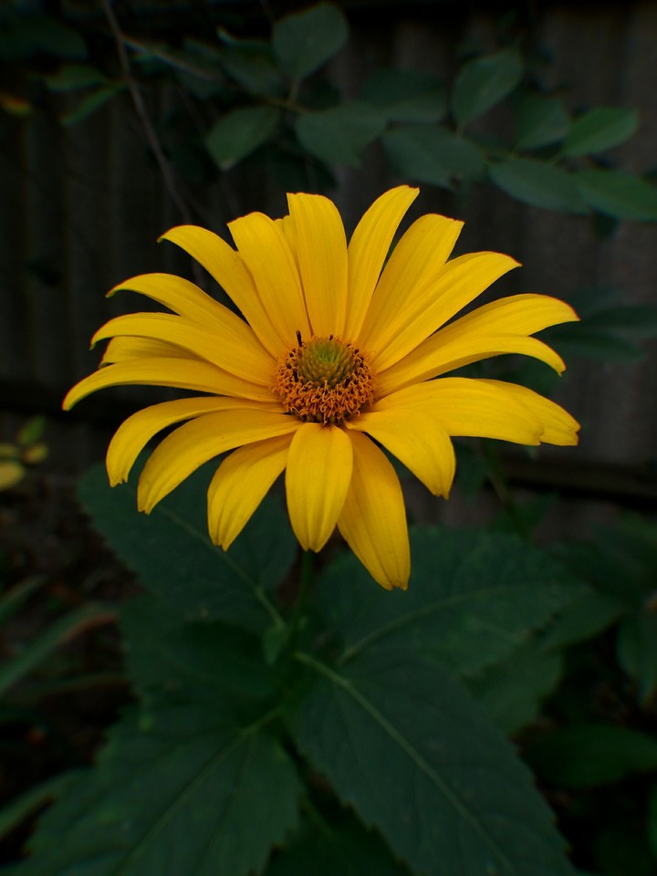 flower