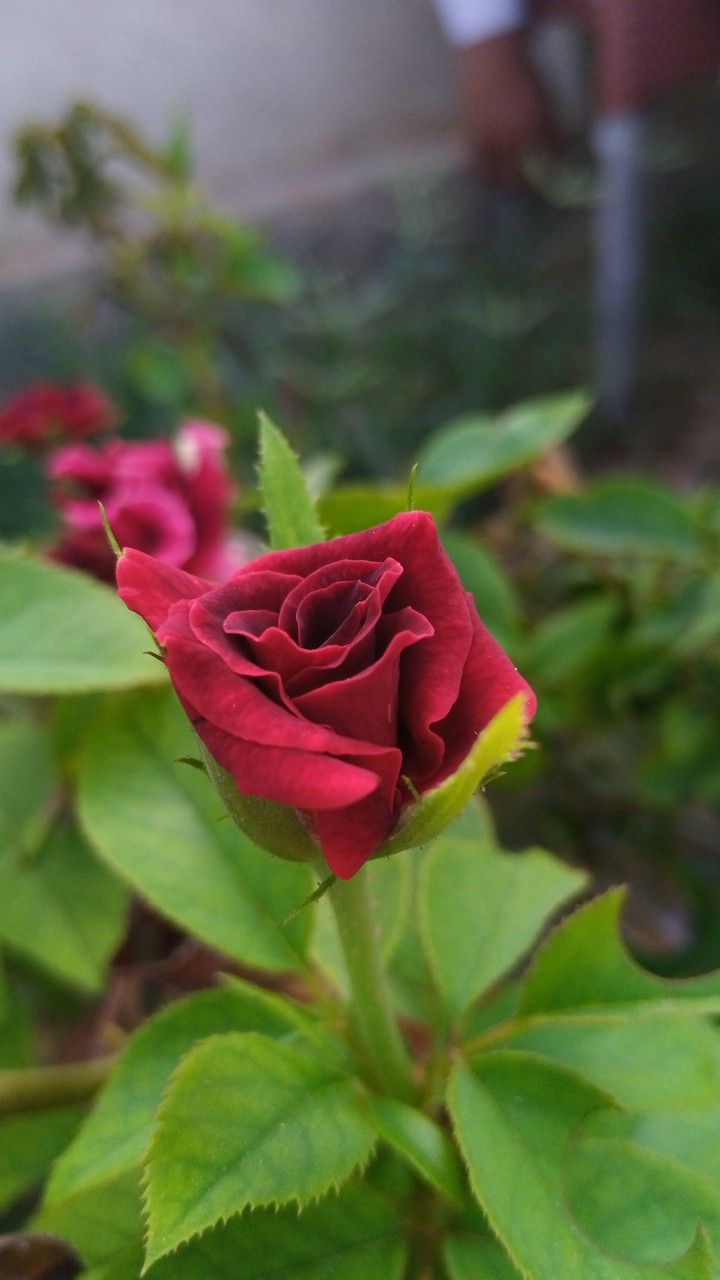Rose