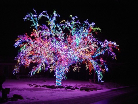 lieght & tree