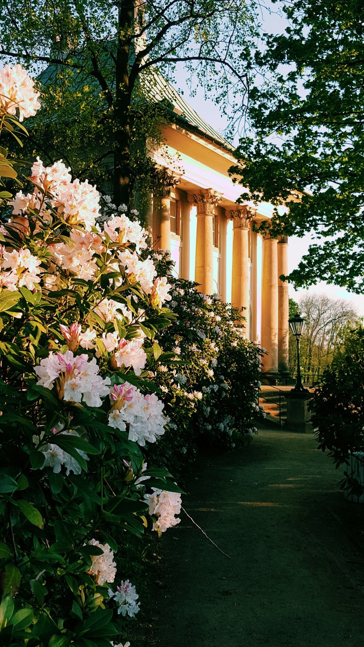 Schlosspark  Pillnitz Dresden