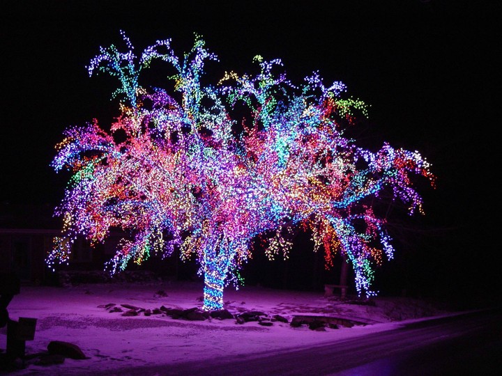 lieght & tree