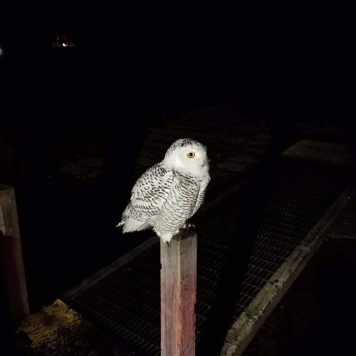 Great White Snow Owl