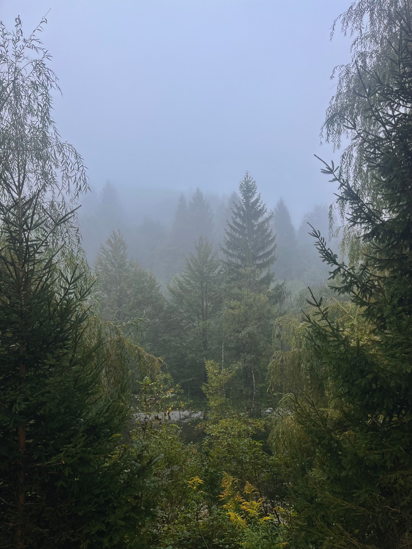 tapety fog, forest