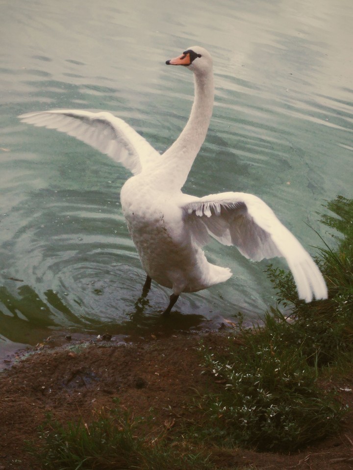 Swan