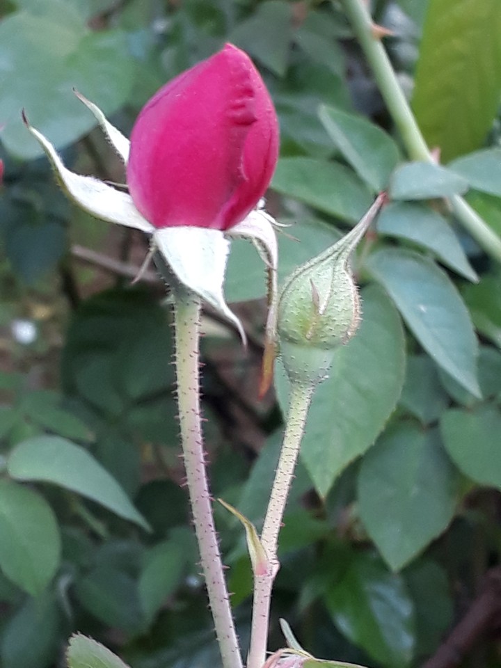 bud
