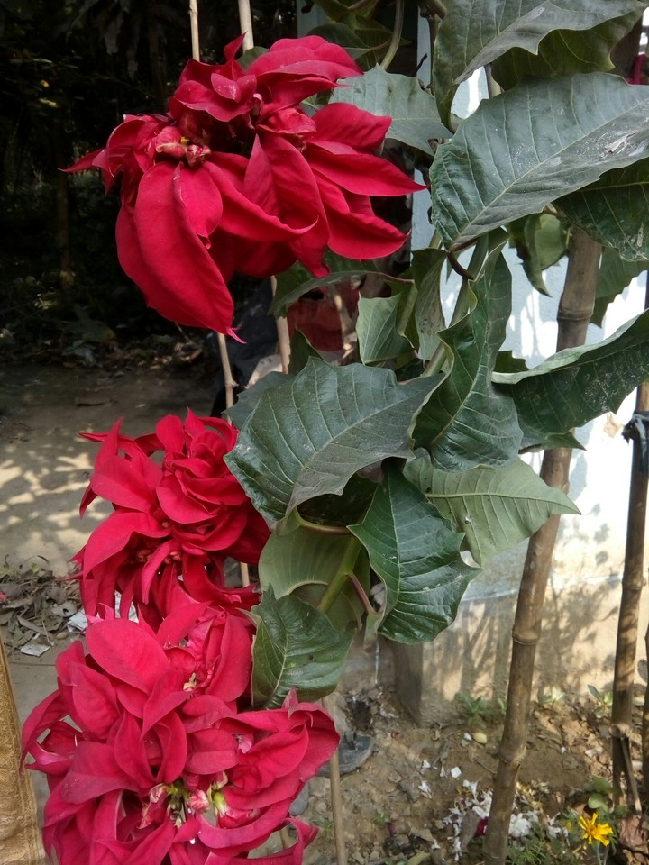 Red leaf flowers