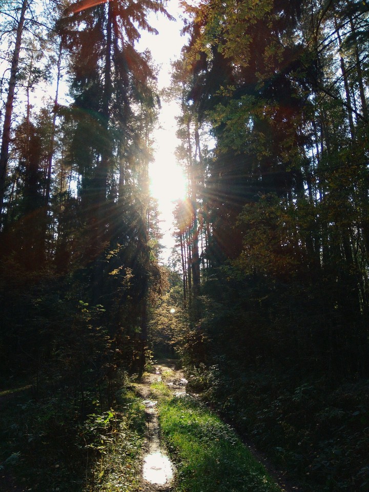 Forest