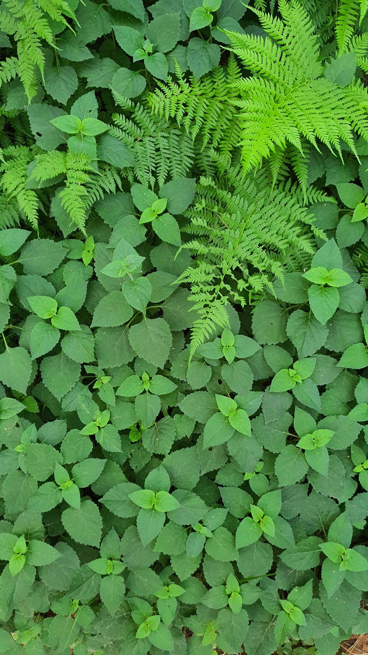 풀잎(grass leaf)