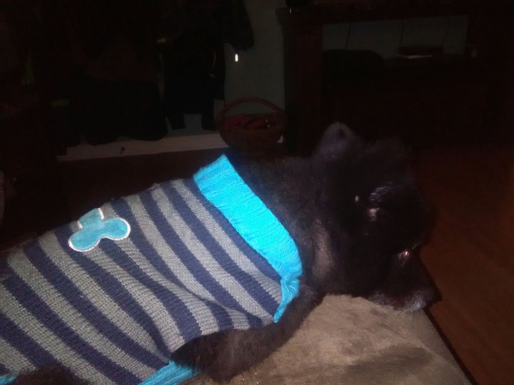 Precious relaxing in his  indoor winter outfit