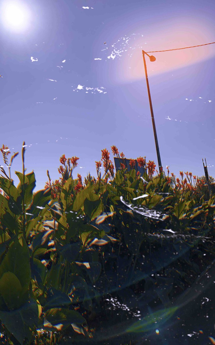 beauty of flowers ?