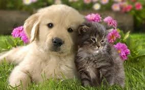 dog is good