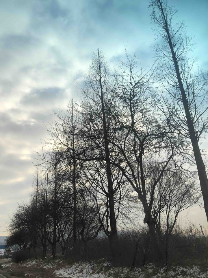 Tree & winter sky