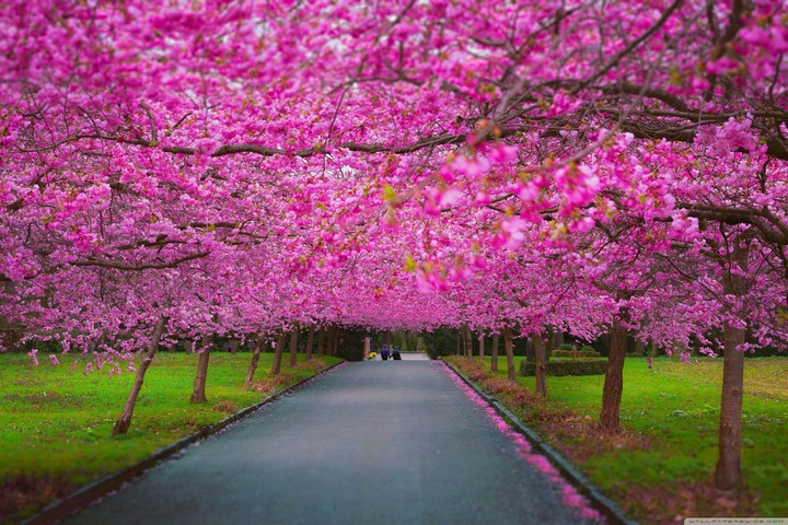 Road in spring