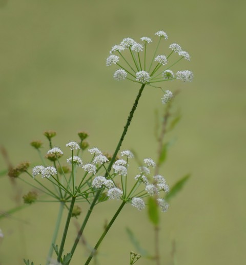 Wildflower