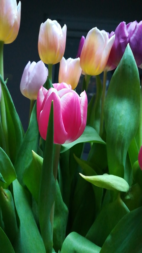 flower, spring桌布