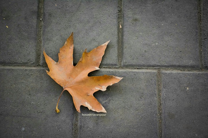 autmn leaf on sideway