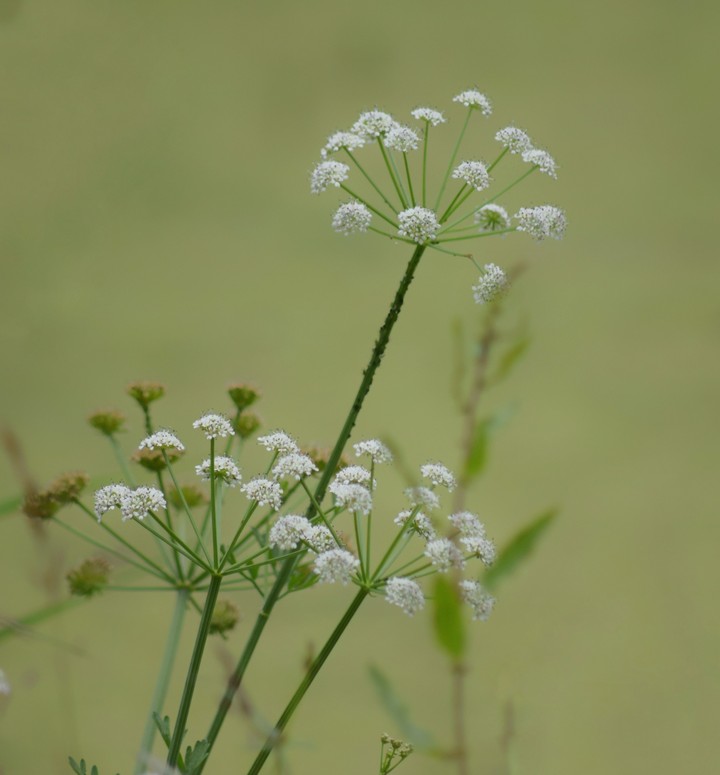 Wildflower