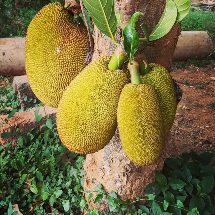 #jackfruit