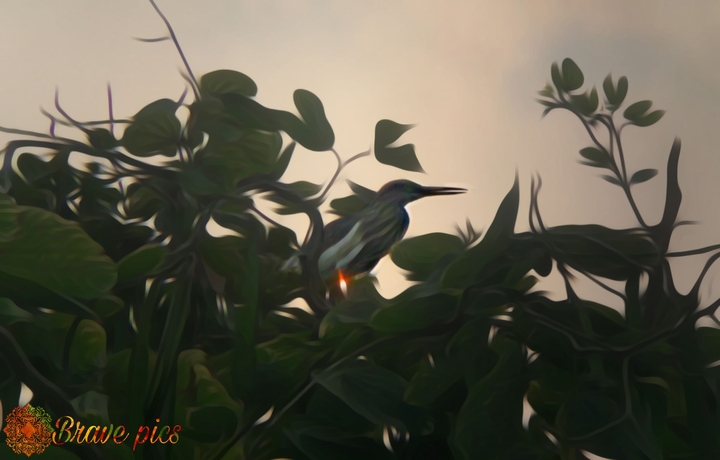 Brave pics photography