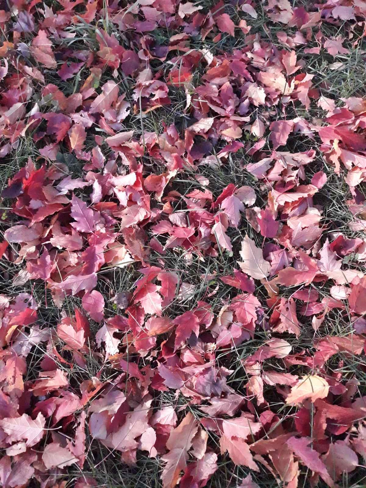 leaves
