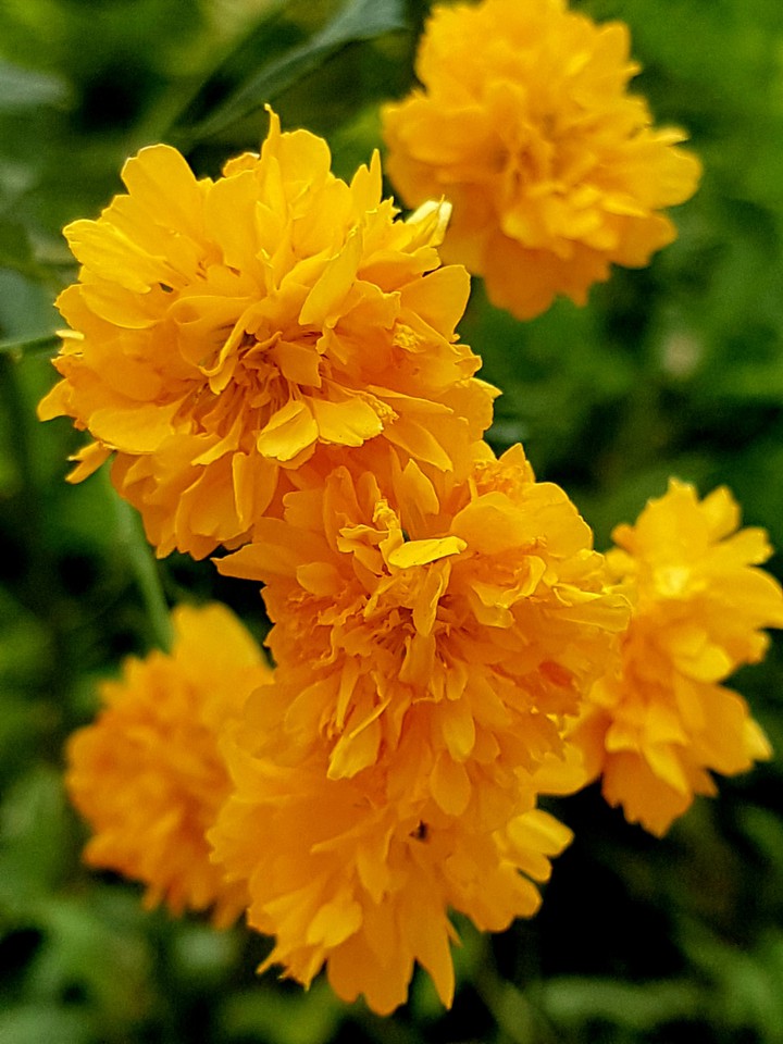 fiori